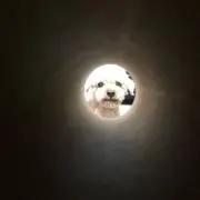 ゆうき