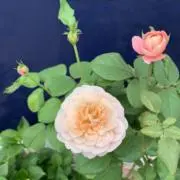 リコの画像