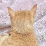 おもちの画像