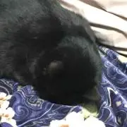 ルリルリ