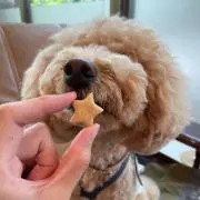 トイプーの画像