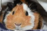 モル。　匿名発送の画像