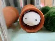 うー
