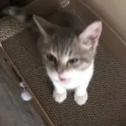 ねこかってる