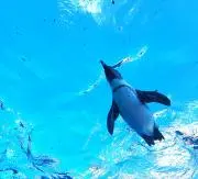 向日葵