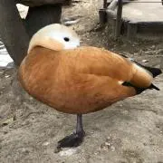 クロクロの画像