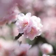 green teaの画像