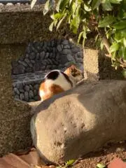 ニコの画像