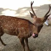 ぴぃすけの画像