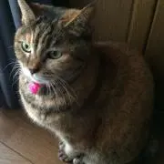 neko☆nekoの画像