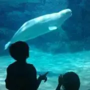 momoの画像