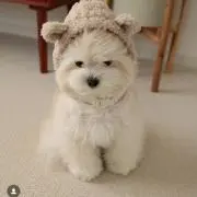 たぬきの画像