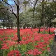 Kikuriの画像