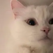 うさぴの画像