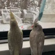 あわちぃの画像