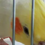 ぷにちゃんの画像