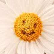 ひかりん