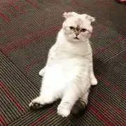 LEMONの画像