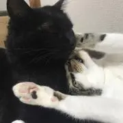 Image of ひじフラミド≪あとあ≫