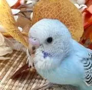 ルミエールの画像