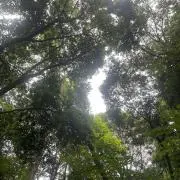 ドンの画像
