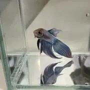 ゆきせいの画像