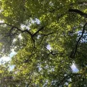 はちの画像