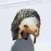 ハナユメの画像