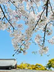 アリスの画像
