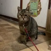 れいの画像