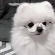 るーの画像
