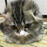 saiの画像