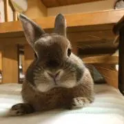 いぬの画像