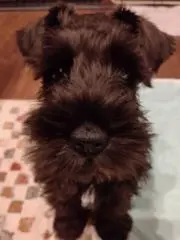 KaOの画像