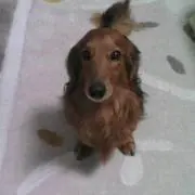 シン