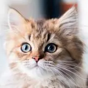 るるるの画像
