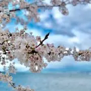 アンティーク桜の画像