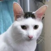 ごめんダぶー