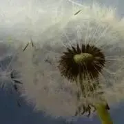 ふわり