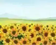 ひまわり畑 (プロフの確認お願いします)の画像
