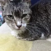 ちゃきママ