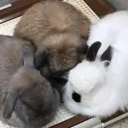 めえごんの画像