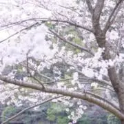 さくら　即購入オッケーです♪の画像