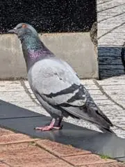 ピクルス10