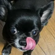 めぐ(実家断捨離中 プロフ確認願います)の画像