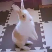 うさこ