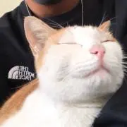 たーの画像