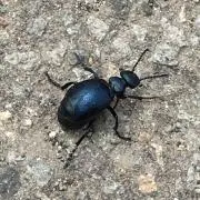 昆虫さんの画像