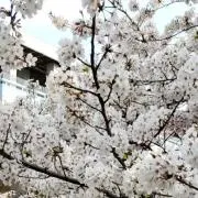 ＣＨｉｉｉの画像