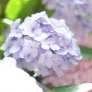 nakodaの画像